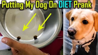 Pretending To Put My Dog on a Diet Challenge | If Dogs Could Talk