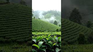 Rain In The Tea Plantation Peaceful Mountain Ambience