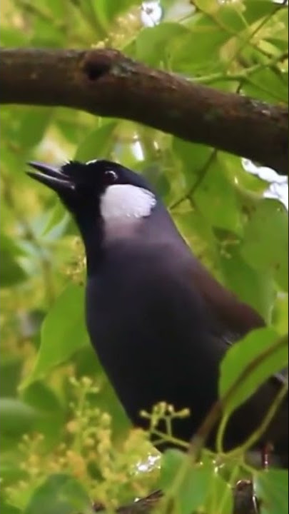 kicau burung Poksay  lantang di alam liar