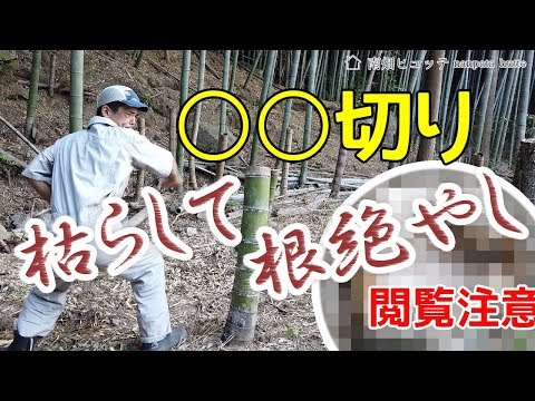 竹を枯らして根絶やしにする方法（除草剤なし、重機なし）