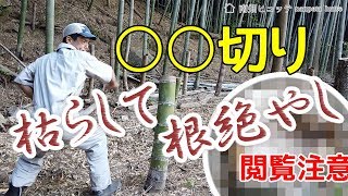 竹を枯らして根絶やしにする方法（除草剤なし、重機なし）