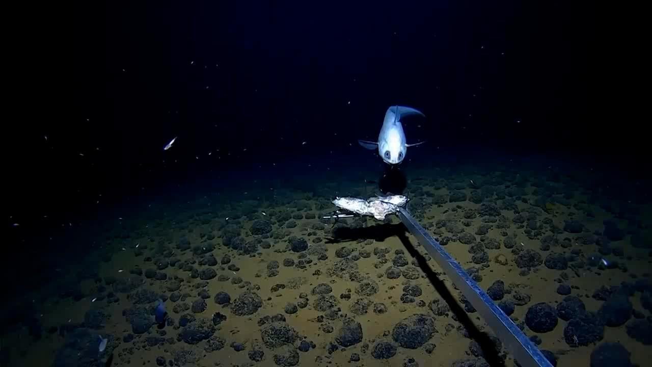 La fototrappola svela la meraviglia della vita marina a più di 6mila metri di profondità