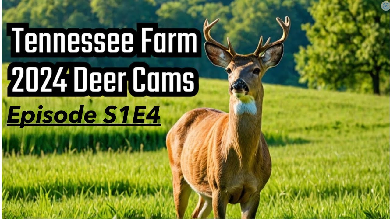 Tennessee Farm 2024 Deer Cams Episode 4 Part 1! YouTube