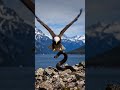 Majestic Eagle in Flight | The True King of the Skies