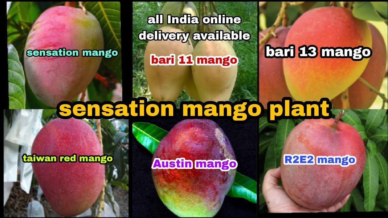 how to R2E2 mango plant flower ke sath] r2e2 Aam ke paudha boll ke sath ...