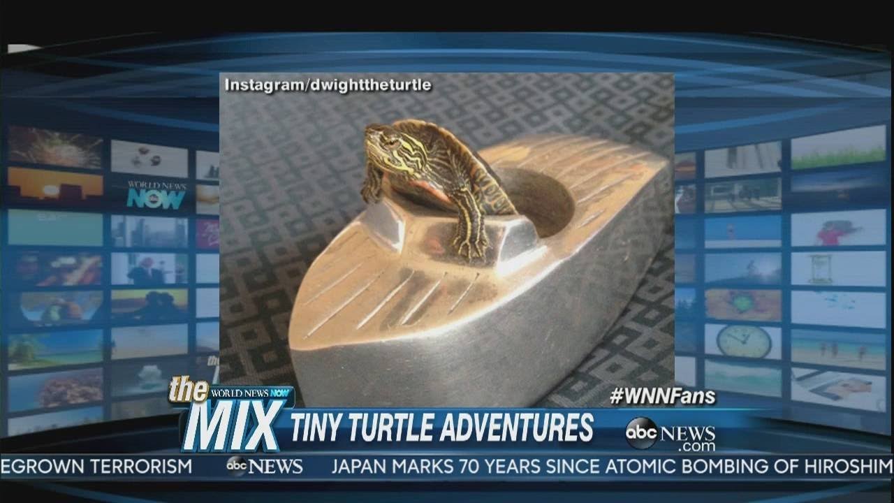 VIRAL VIDEO: Tiny turtle adventures - YouTube