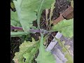 Welcome to my garden!
