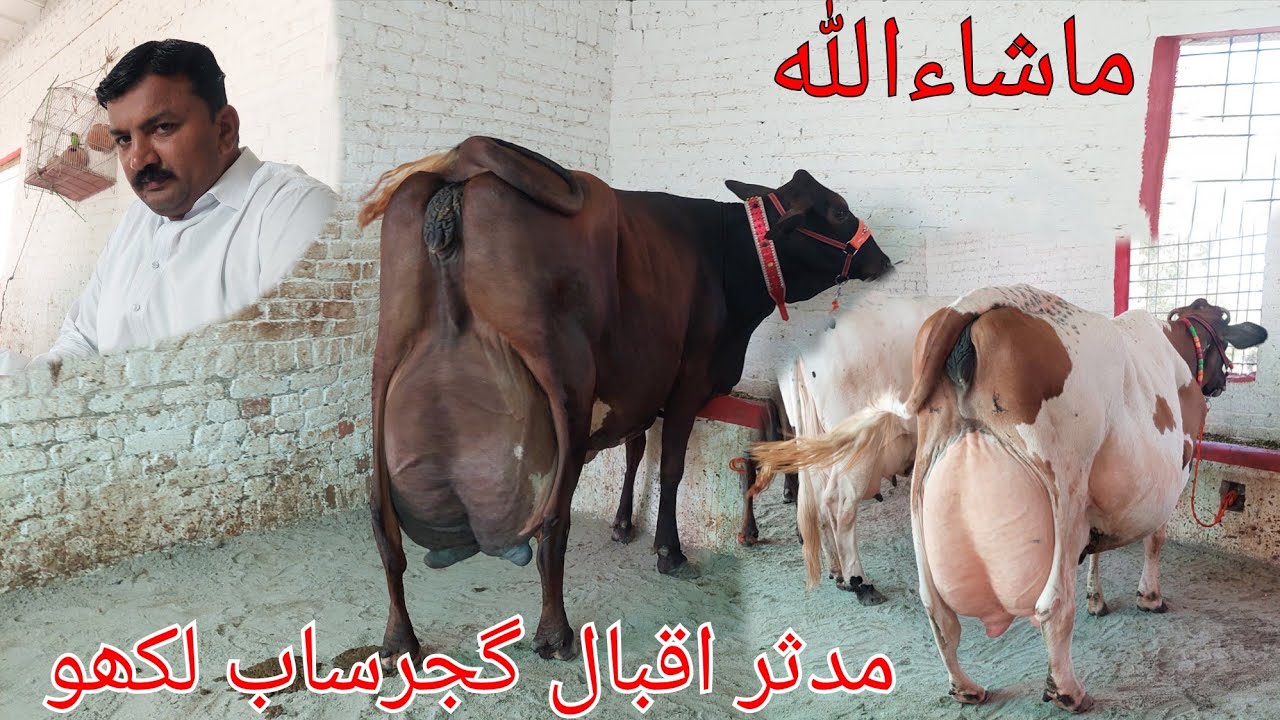 مدثر اقبال گجرساب لکھو 6 گائیں برائے فروخت 21 اگست 2025 karnana channel