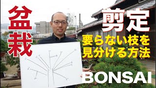 要らない枝を見分ける方法を説明します【盆栽・初心者講座】