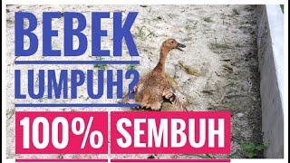 Cara Menyembuhkan Bebek Yang Lumpuh 3 Hari Dijamin Sembuh Youtube