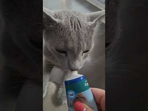 MEOW Cute cat 🐈 😻