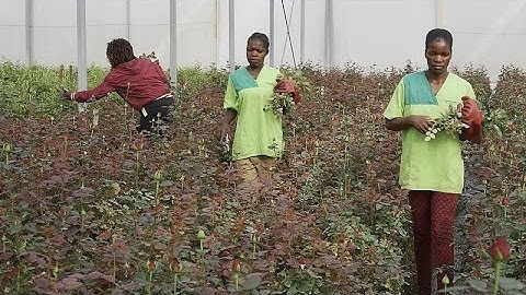 Voices of Angola : des femmes de tête pour des business florissants