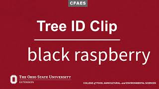 Tree ID Clip: black raspberry