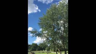 sweden ローゼンダールガーデンの木