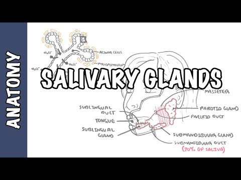 Video: Anatómia, Diagram A Funkcia Submandibulárnych Lymfatických Uzlín Karosárske Mapy