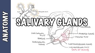Salivary glands - Anatomy and Physiology