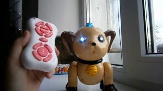 Интерактивная собака Кики. Что подарить ребенку? Interactive dog Kiki. What to give your child? Интерактивная собака Кики. Что подарить ребенку? Interactive dog Kiki. What to give your child?