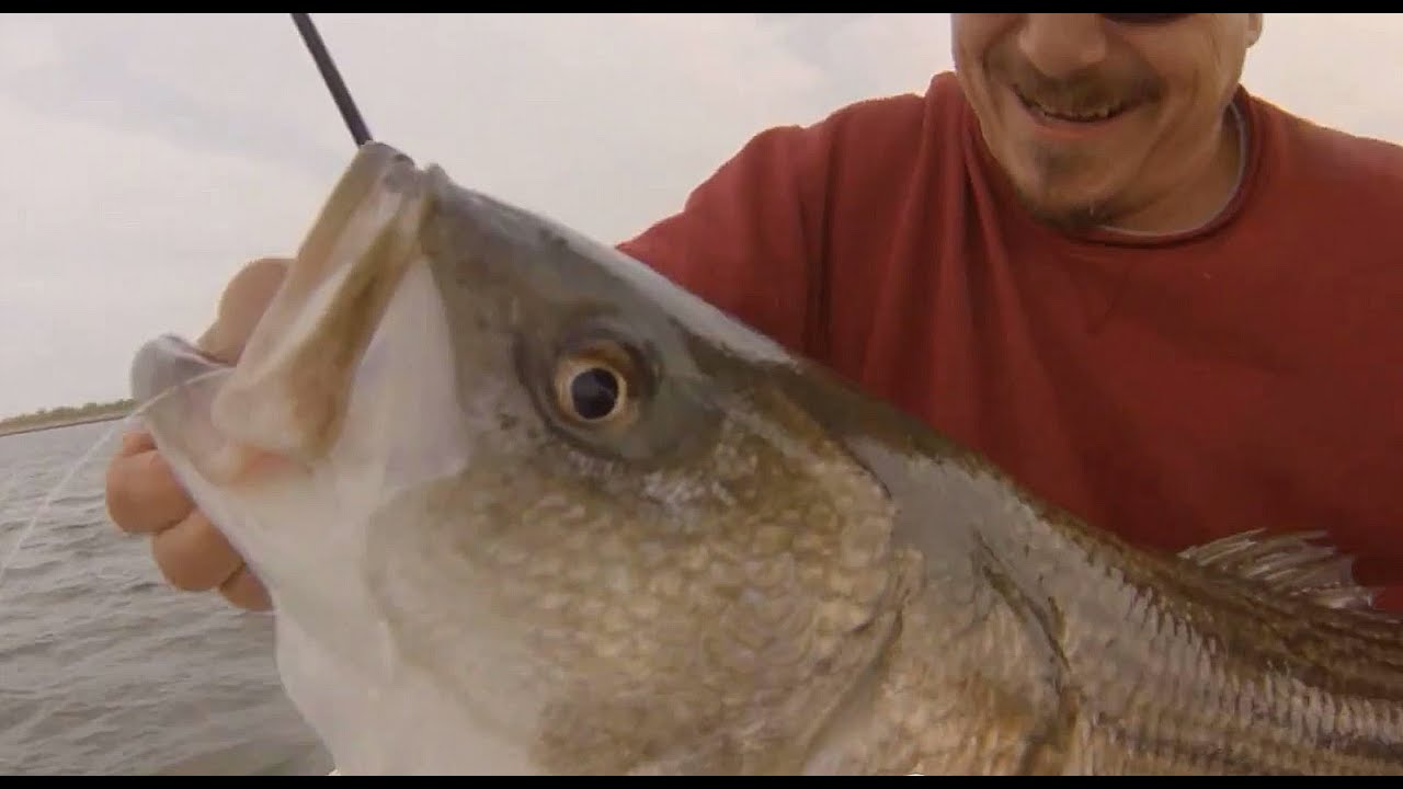 Pro Tips: How to Catch Freshwater Stripers in Spring - Orvis News