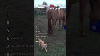Funny animals #cat #funnycats
