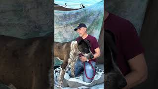 NEW A5607970 Jeremy | Great Dane / Pointer Mix by United Hope for Animals 171 views 2 weeks ago 1 minute, 1 second