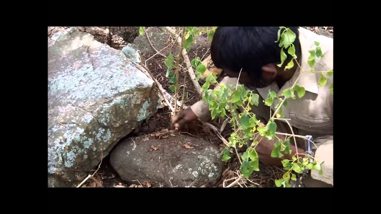 animal welfare act of 1998 tagalog Trailer: Confessions of a Tiger Poacher