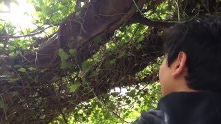 Pursue Trailer
