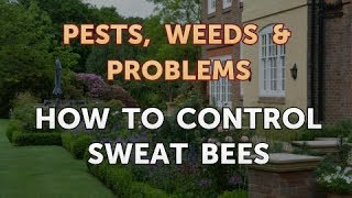 How to Control Sweat Bees