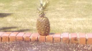 Pineapple Doentary Ii