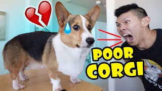 POOR CORGI Verbally Attacked by Rude High School Girls || Life After College: Ep. 655