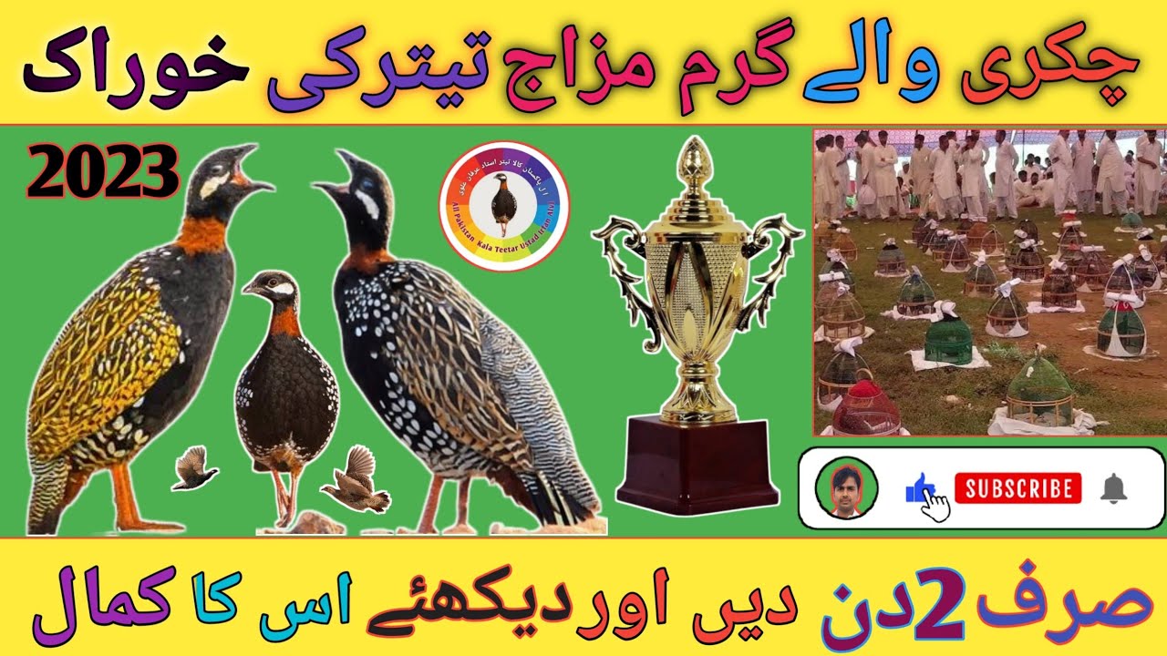 Chakri wala teetar ki khorak چکری والے گرم مزاج تیتر کی خوراک