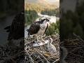 A Mother's Love 🦅 Osprey Feeds Her Hungry Chick