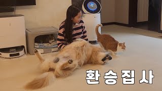 A Cats Anxious Reaction When A Retriever Rolls In And Steals Its Owners Love. Lol