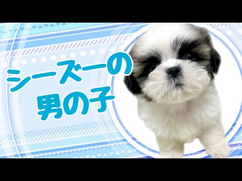 シーズーの子犬 (和歌山)