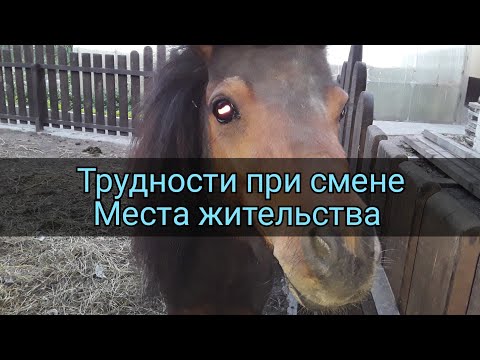 Завели Коня. Сложности с Которыми Столкнулись. Советы Новичкам / Обустройство Денника / Лошадь