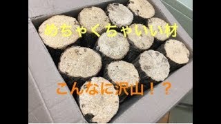 これで今季爆産確定！？産卵木 ホダ木購入しました！【川口商会】