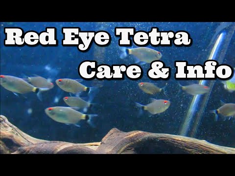 Red Eye Tetra Care and Information