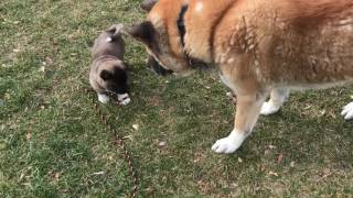 Akita puppies playing