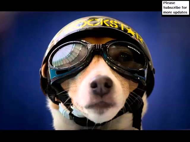 dog with helmet and goggles