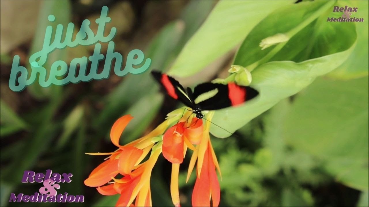 Flowers, Quiet Music, Meditation, Sleep, Spa, Study Music, Sleeping