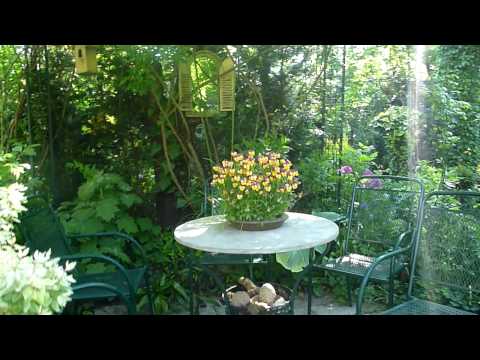 meine-grüne-leidenschaft---sonniger-morgen-im-mai-t1