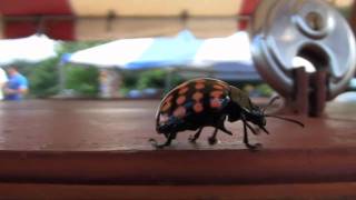 trinidad bug.mp4