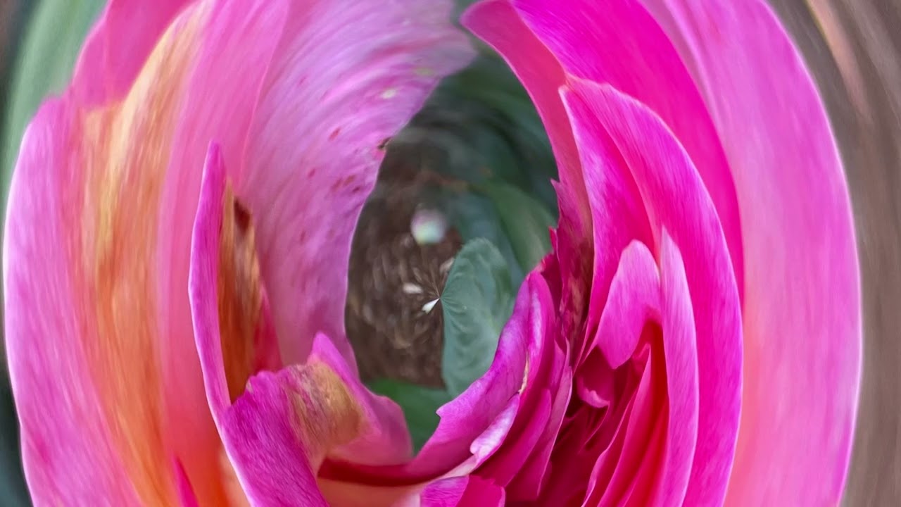 Nancy King, Vocals, But Beautiful. Photography, Dan Scott: Peninsula Park Rose Garden 