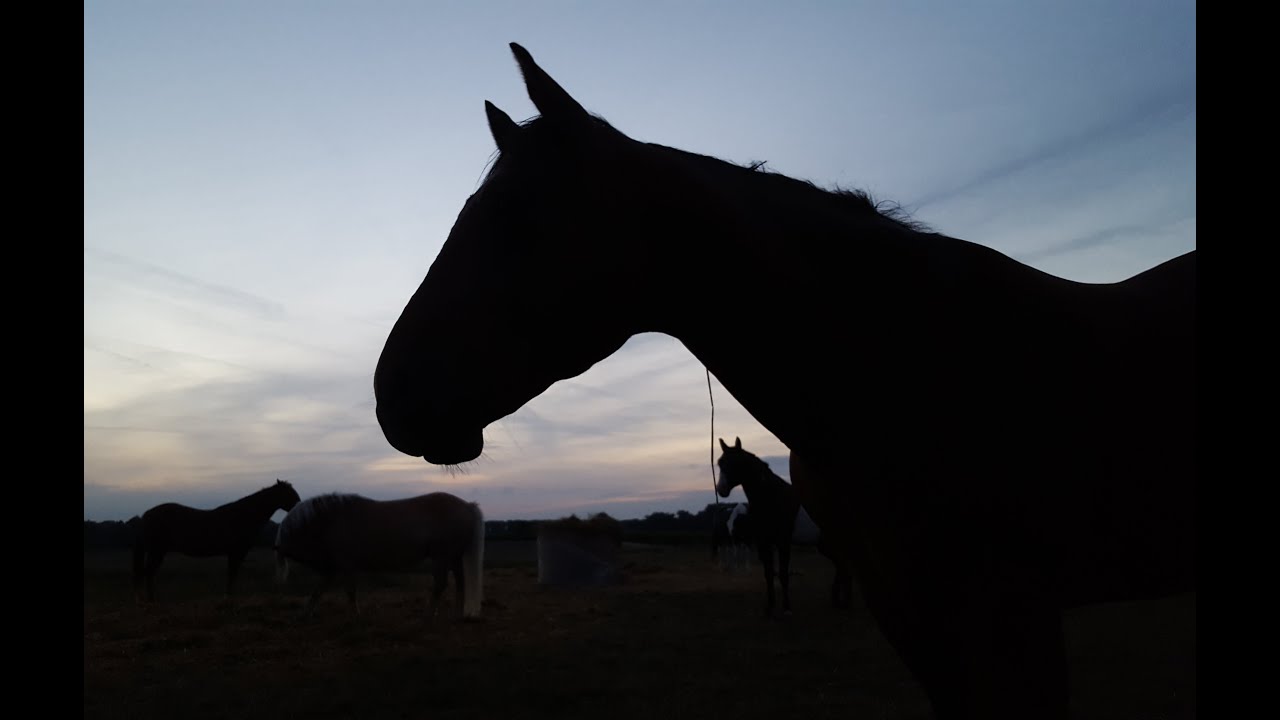 Cow Horse Training 2016 YouTube
