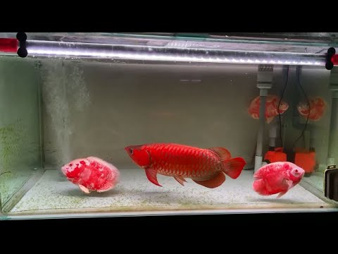 Video Red Arowana