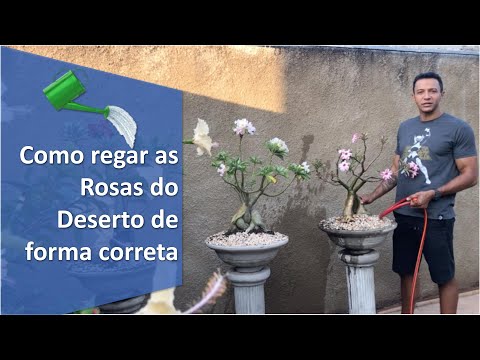Vídeo: Cuidados com as rosas durante o tempo seco: como regar as rosas durante a seca
