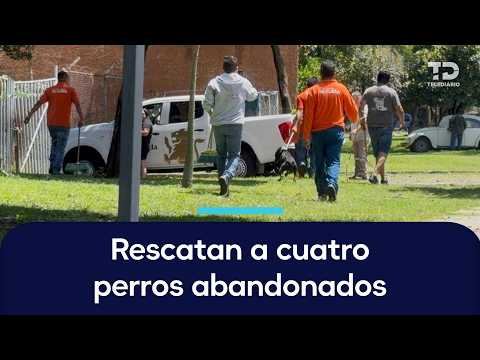 Four dogs abandoned on public streets in Guadalajara rescued