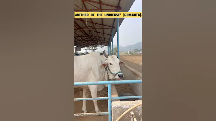 MOTHER OF UNIVERSE “[GOMAAT]. #gomata #india #cow #cows #mahadev #hinduism #gaumata #goraksha