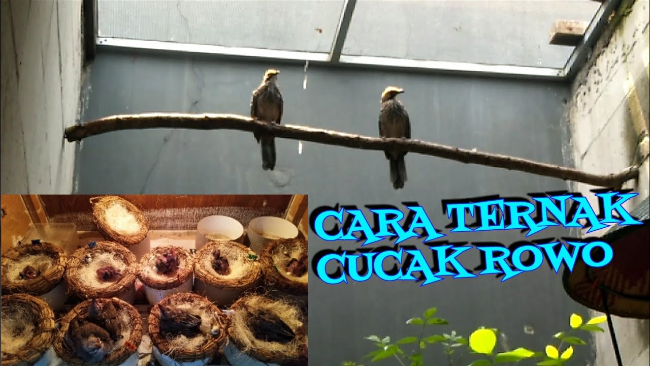 CARA BETERNAK BURUNG CUCAK ROWO 