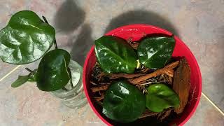 نبات الهويا (Hoya ) طرق الاكثار والعناية