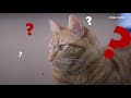 Fidelidade Pets | Pre Ferias